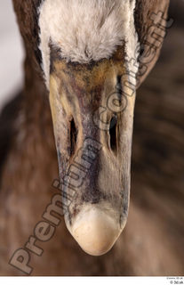 Greater white-fronted goose Anser albifrons beak head 0003.jpg